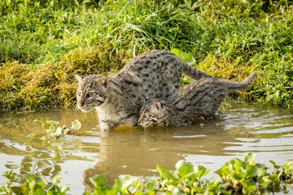 Pintar Memancing Ikan! Yuk Kenal Lebih Dekat Dengan Kucing Bakau, Si Kucing Hutan Asli Indonesia