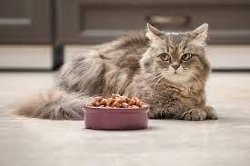Bingung Kucing Anggora Sakit Tidak Mau Makan? 4 Cara Mengatasi Kucing Anggora Kurang Nafsu Makan Akibat Sakit