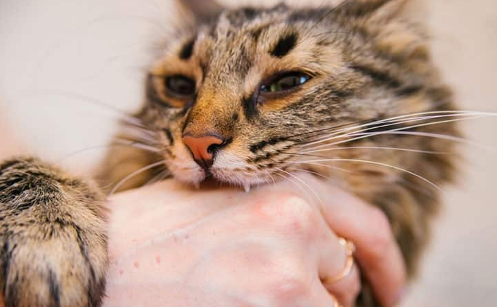 Gigitan Cinta? Apa Alasan Kucing Menggigit Kita? Berikut 4 Alasannya yang Jarang Diketahui