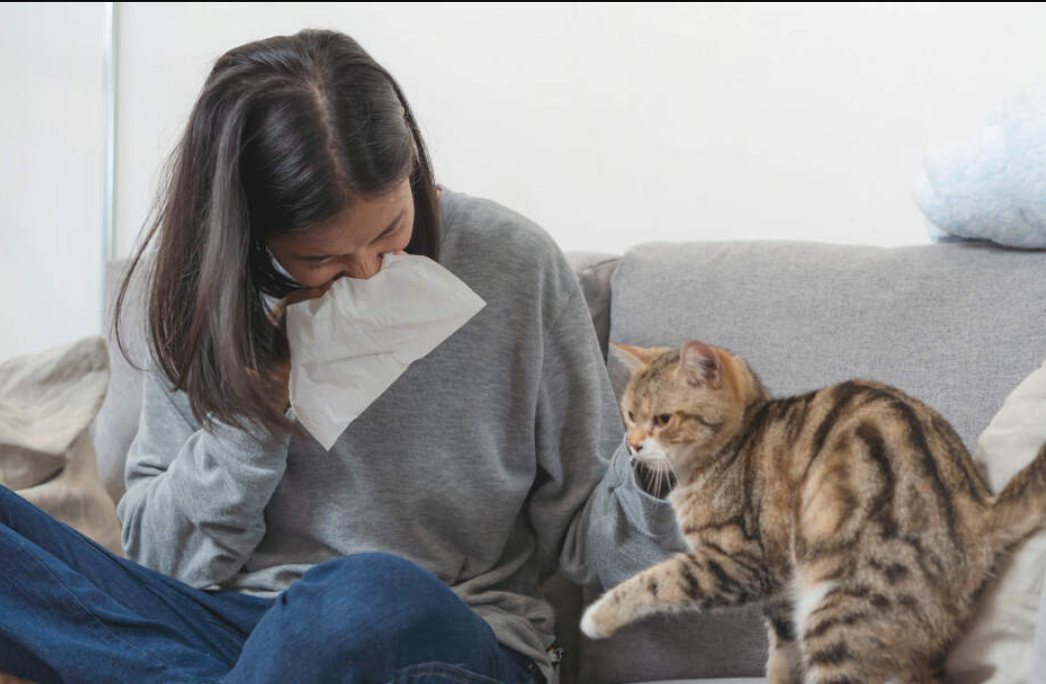 Berikut 4 Tips Memelihara Kucing walau Alergi Kucing, Catlovers Pengidap Alergi Anabul Full Senyum
