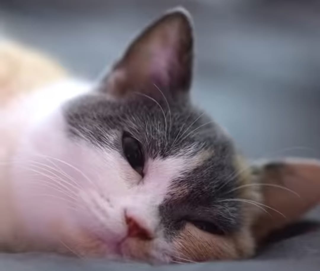 Manfaat Memelihara Kucing yang Ternyata Banyak, Bukan Cuma Menghilangkan Kesepian