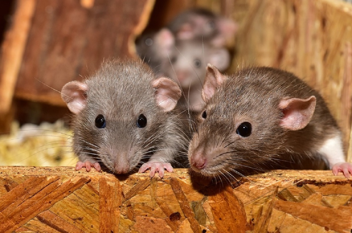 Ampuh Usir Tikus Tanpa Tersisa, Berikut 7 Aroma Yang Tidak Disukai Tikus