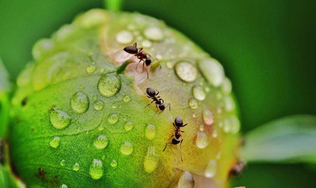 Semut Kerap Berada di Rumah Anda? Berikut Beberapa Cara dan Bahan Alami yang Ampuh Mengusir Semut 