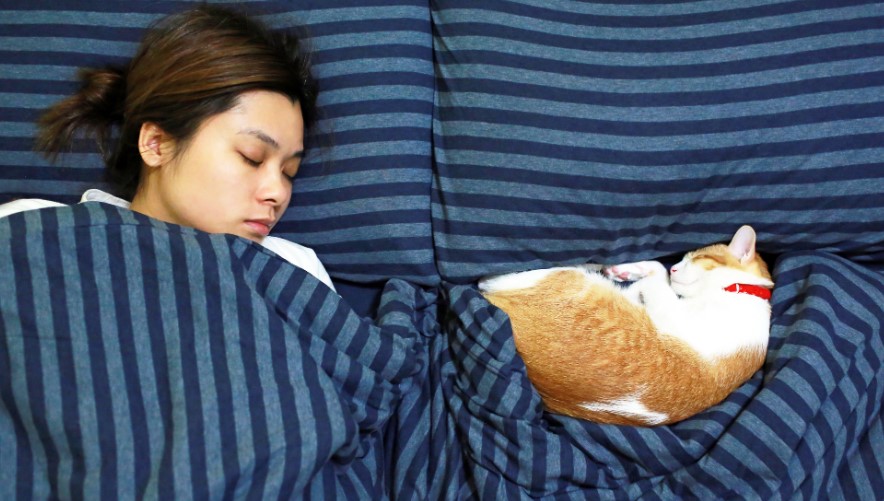 Masih Jarang Diketahui! Berikut 4 Resiko Tidur Bersama Kucing yang Perlu Diketahui Catlover