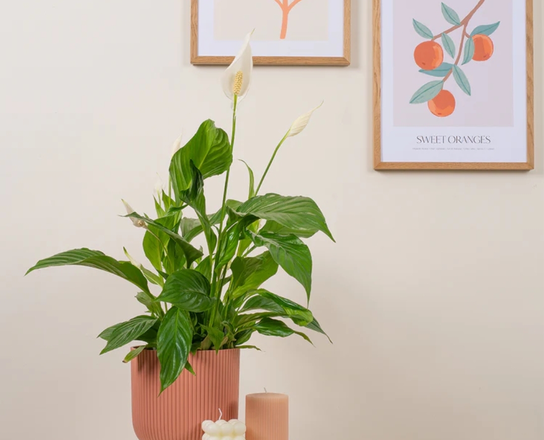 Cantik dan Unik! Ini 7 Ide Dekorasi untuk Mengisi Sudut Ruang Tamu dengan Bunga Hias yang Aesthetic