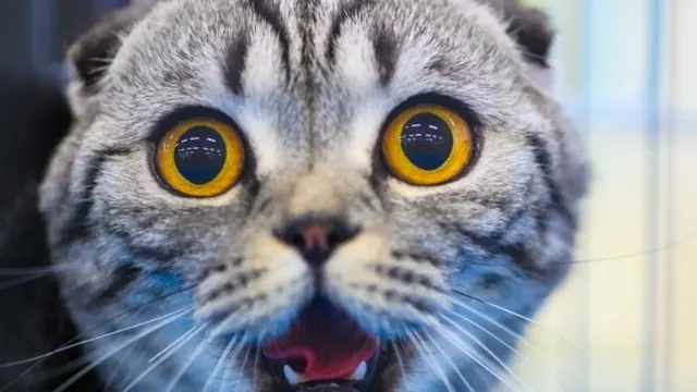 Mengapa Kucing Liar Menatap Lama Kita? Berikut Ini 3 Alasan Kucing Liar Menatap Lama