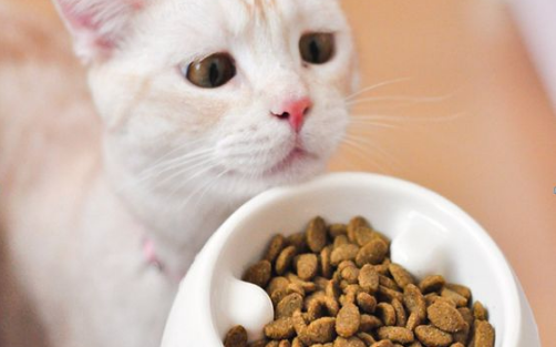 Kucing Anda Susah Makan? Ikuti 8 Tips Berikut Ini Agar Kucing Mendadak Nafsu Makan