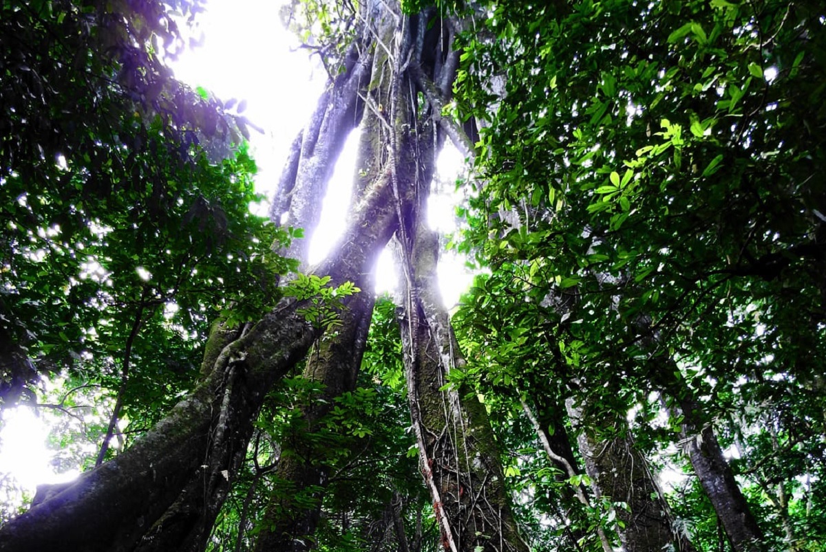 Hutan Larangan di Gunung Ciremai, Mistis dan Disakralkan, Letaknya Tak Jauh dari 2 Objek Wisata Terkenal