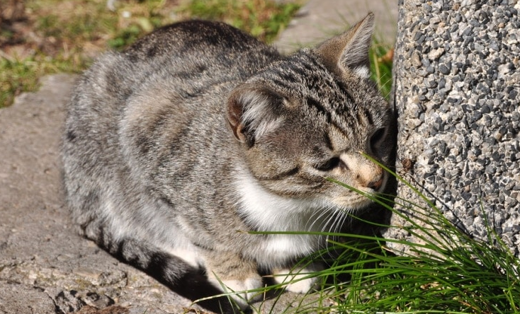 Berikut 7 Jenis Aroma yang Sangat Dibenci Kucing Liar, Cocok Untuk Mengusir Kucing yang Bandel!