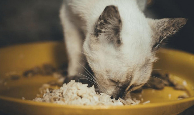 Cara Membuat Makanan Kucing dari Nasi, Hemat dan Praktis!