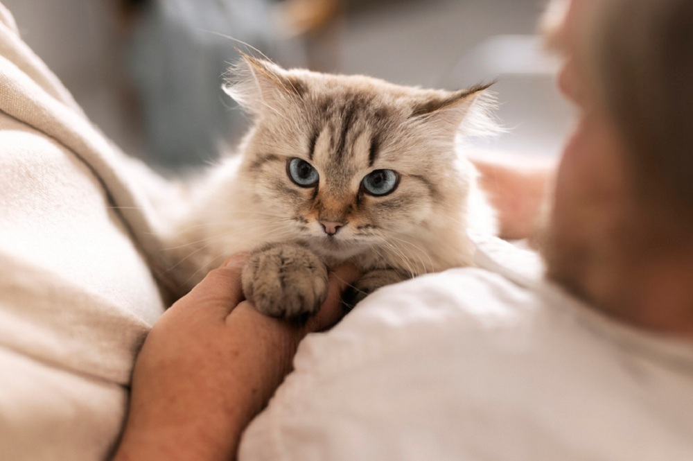 Kenali 5 Pertanda Kucing Menyukai Pemiliknya, Sudahkah Kamu Tahu?