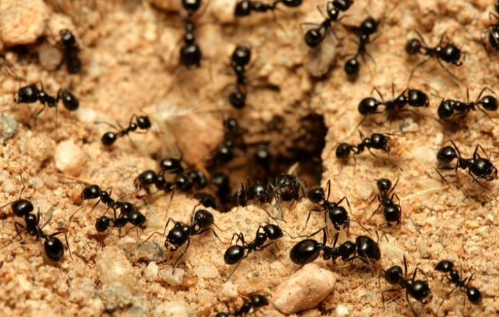 Jangan Sampai Membesar! Ini Dia 5 Cara Mencari Sarang Semut di Dalam Rumah