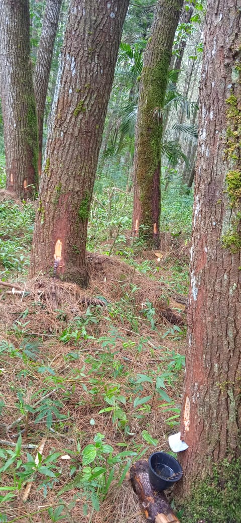 Sebut Penyadapan Getah Pinus Ilegal, Petugas TNGC Sita Ratusan Batok Sadapan