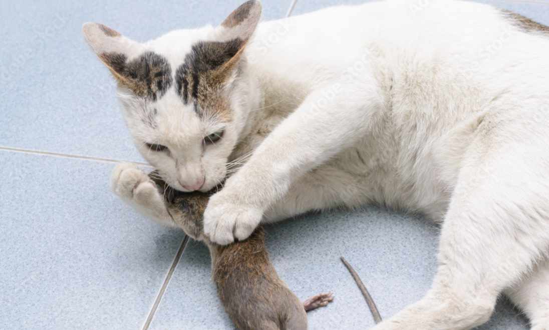 Hewan Pengerat Takut Masuk ke Rumah karena Pelihara 7 Ras Kucing yang Aktif Berburu Tikus Ini