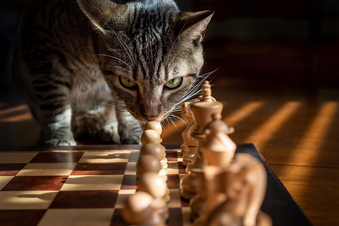 Penasaran Berapa Tingkat Kecerdasan Kucing Peliharaanmu? Simak Penjelasannya Berikut Ini!