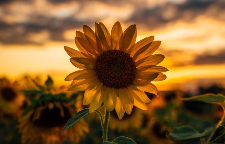 6 Keunikan Bunga Matahari; Simbol Semangat dan Keindahan yang Menakjubkan! 