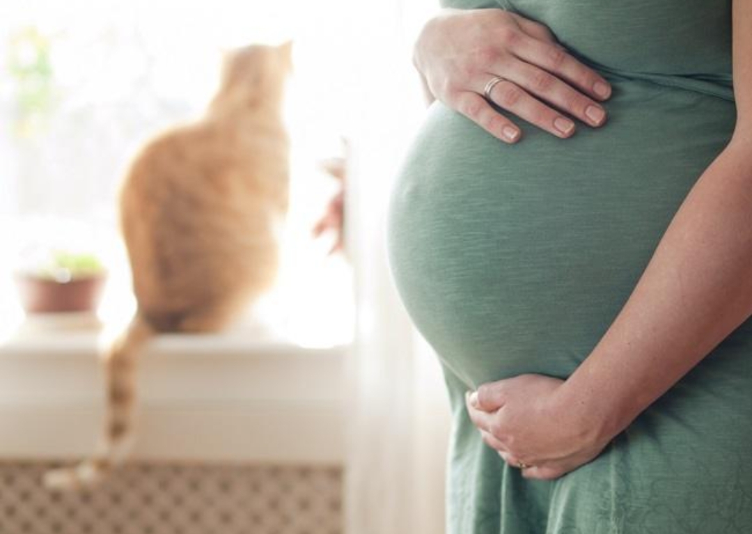 Hati-Hati! Virus dari Kucing Ini Memiliki Risiko Berbahaya untuk Ibu Hamil