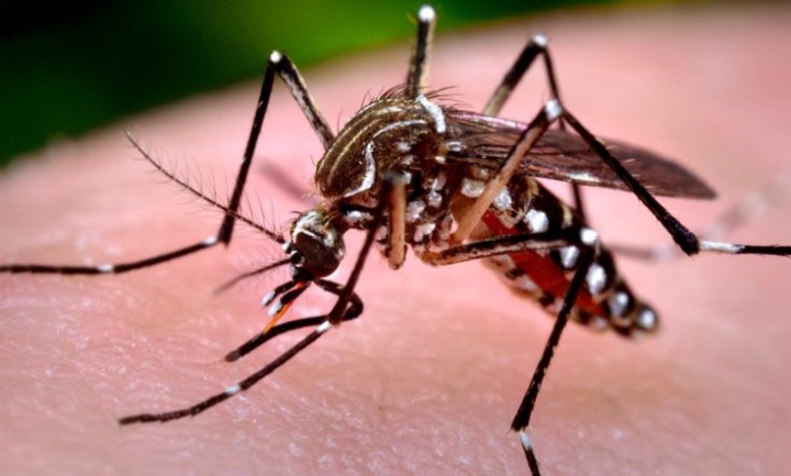 4 Cara Mengusir Nyamuk dengan Obat Nyamuk Alami yang Aman dan Mudah Dibuat
