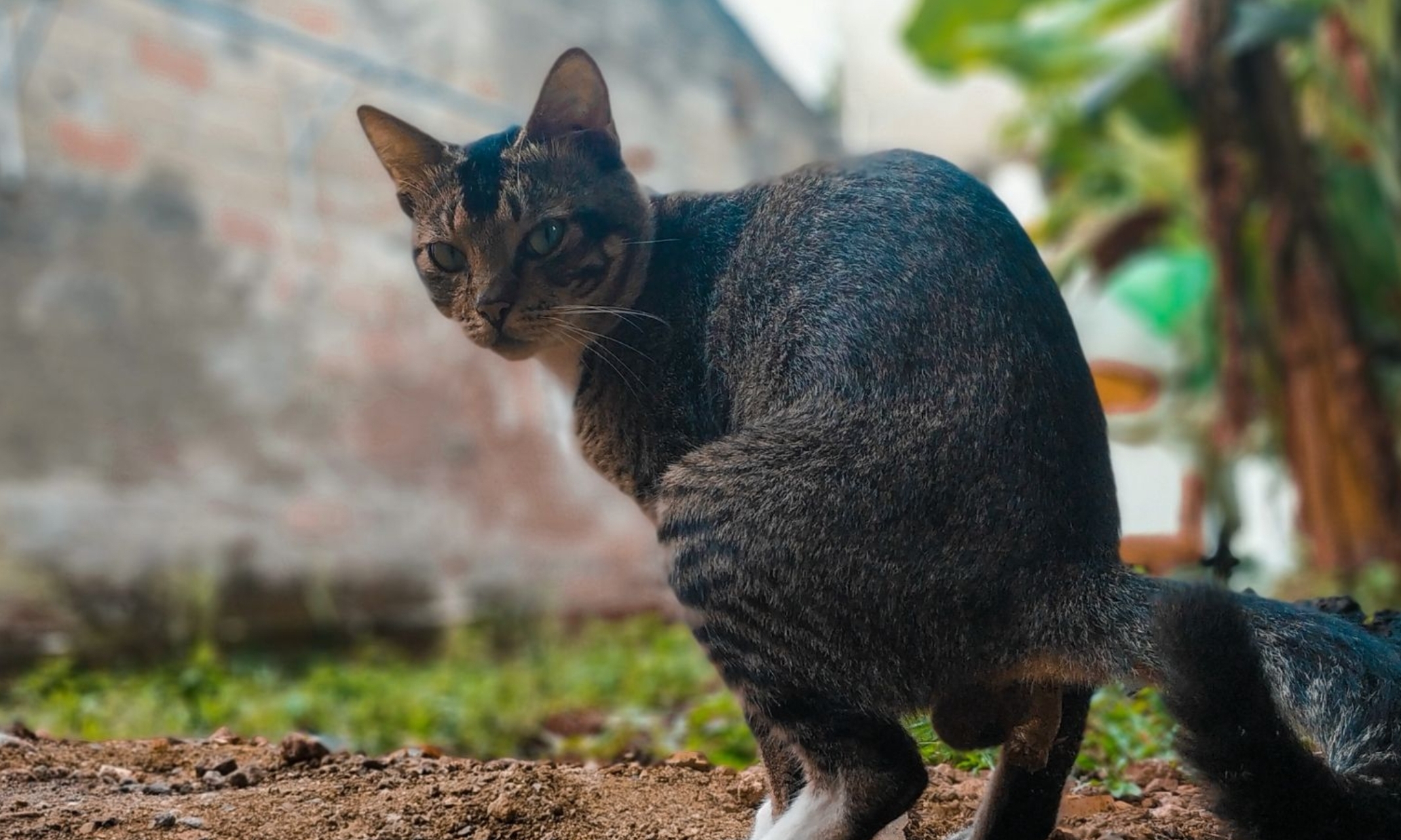 Alasan Kucing Suka Berak di Tempat Sembarangan, Ini Cara untuk Mencegahnya