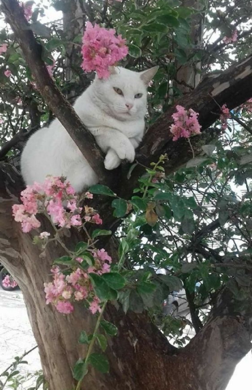 Kenapa Kucing Suka Bertengger Di Atas Pohon? Yuk Kenali 5 Kebiasaan Kucing Yang Suka Bertengger Di Atas Pohon