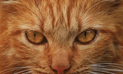 Kucing Agresif Apakah Tanda Tidak Menyukai Kita? Ketahui 3 Tanda Ini!