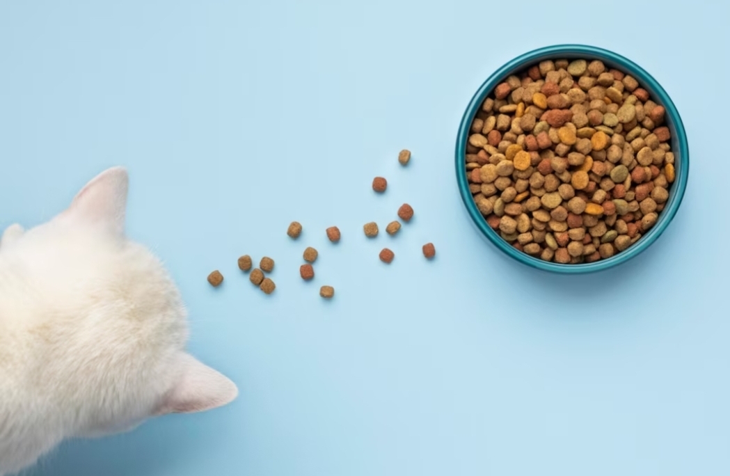 Pemasukan Sedang Seret, Ini 5 Makanan Kucing Kering Murah yang Bisa Jadi Pilihan