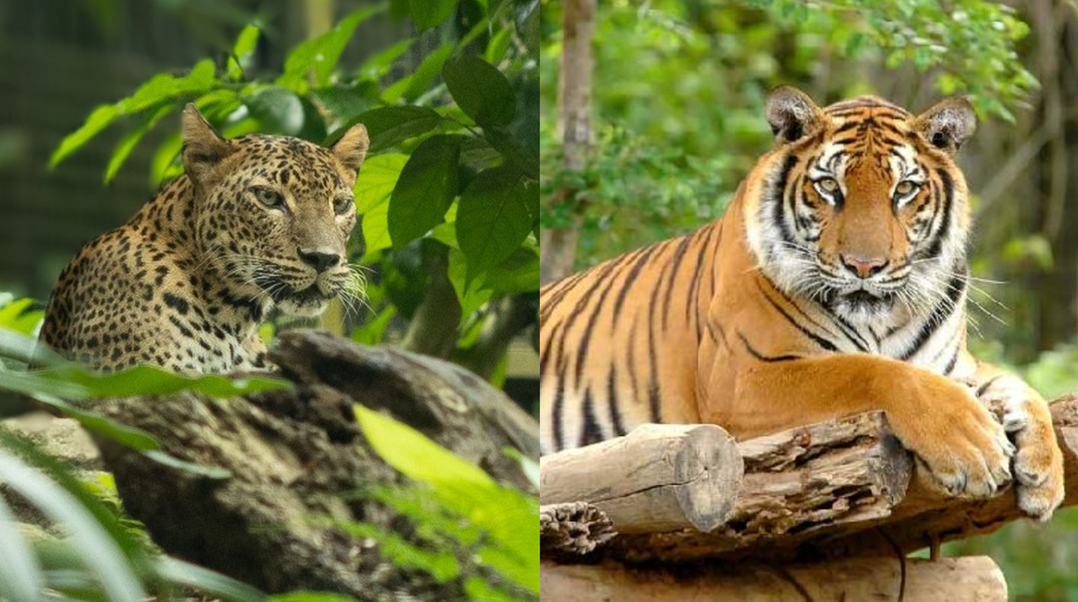 Sekilas Mirip, Ternyata Begini 5 Perbedaan Harimau Jawa dan Macan Tutul Jawa yang Jarang Diketahui