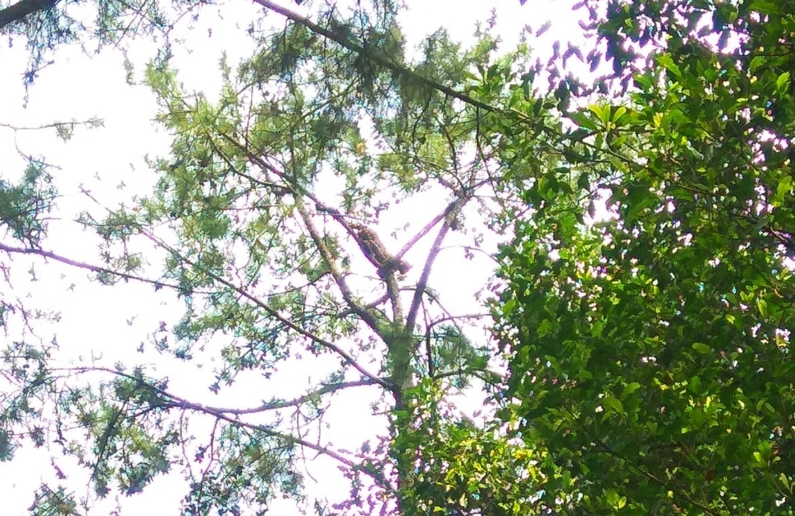 Bikin Geger, Macan Tutul Nangkring di Pohon, Warga Warudoyong Kuningan Amankan Ternak