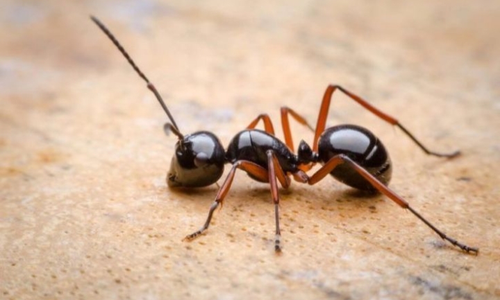 Tetap Waspada dan Jangan Diremehkan! Inilah 2 Bahaya Semut di Rumah serta 3 Cara Mengatasinya 