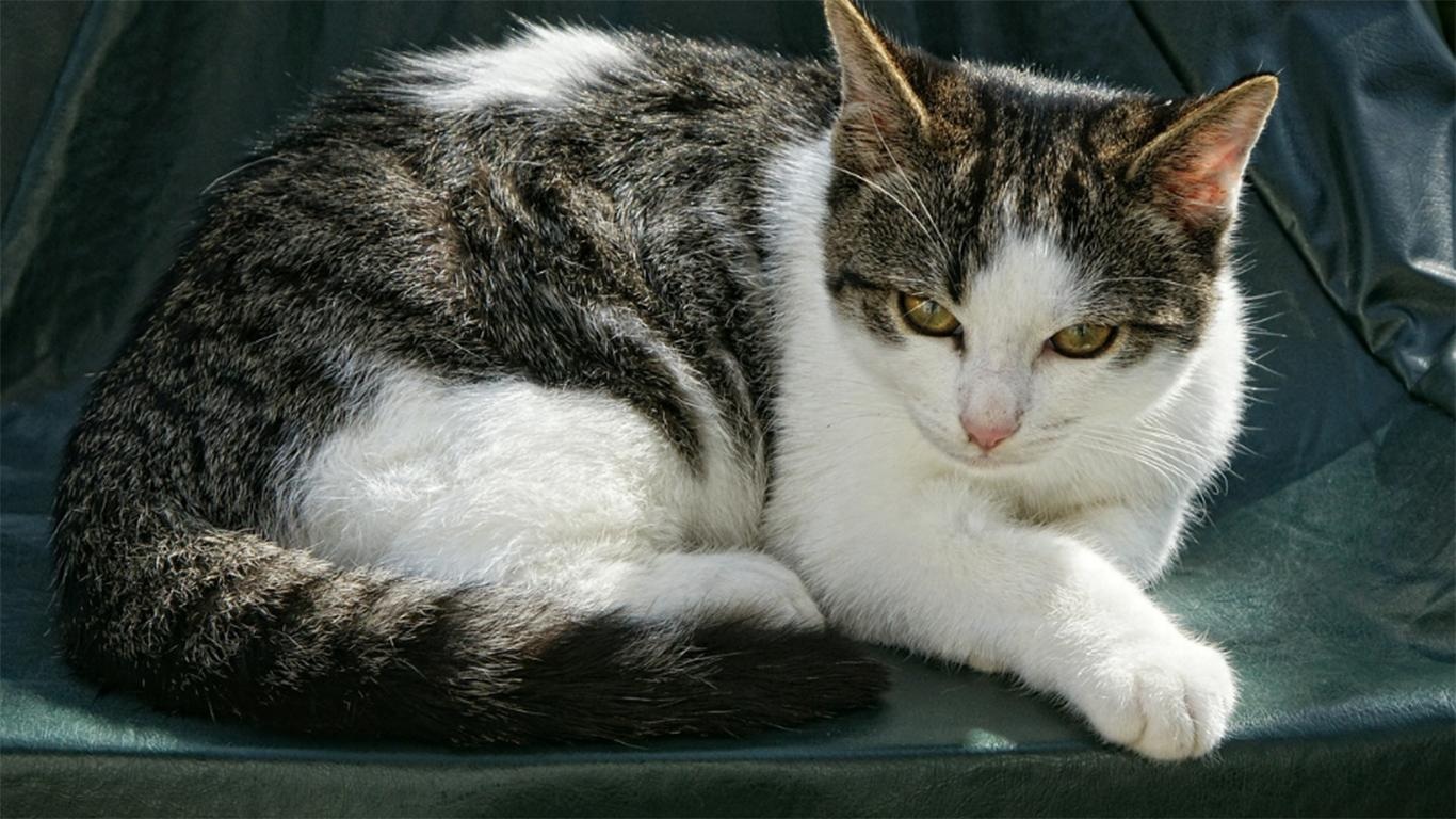 5 Cara Memelihara Kucing Kampung agar Memiliki Sifat Penurut dan Pastikan Kenyamanan Kucing menjadi Nomor 1