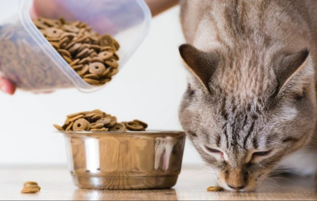 Apakah Boleh Mencampurkan Makanan Kucing Beda Merk? Perhatikan 3 Hal Berikut Ini