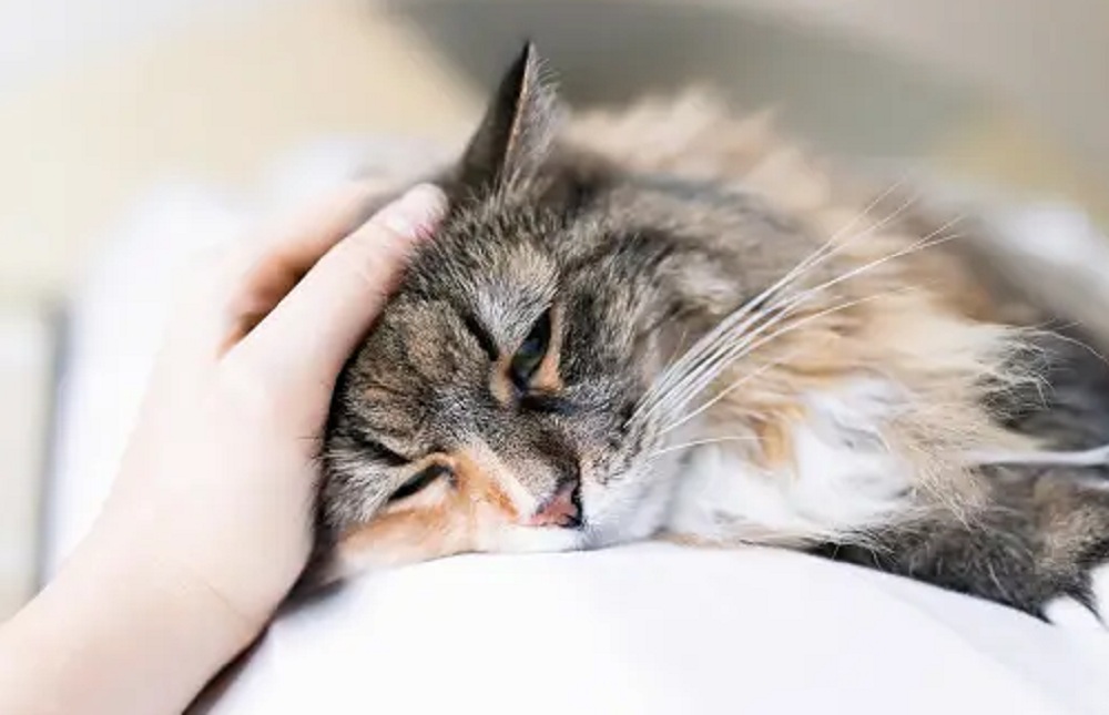 Kenali 4 Penyebab Kucing Menjadi Depresi, Apakah Kucingmu Termasuk? Yuk Simak