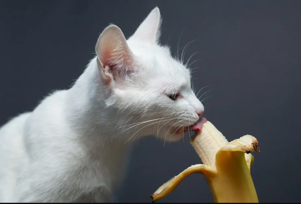 Aneh tapi Nyata! Inilah 5 Macam Kebiasaan Aneh Kucing Makan yang Perlu Diperhatikan 