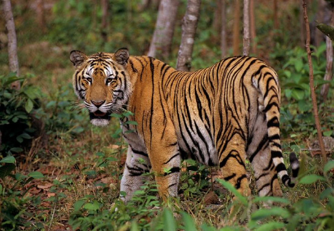 Dinyatakan Punah! Ternyata Begini Beberapa Fakta Menarik Harimau Jawa yang Belum Diketahui