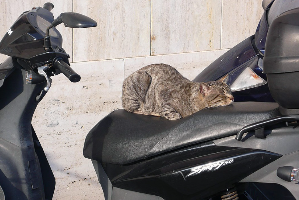 5 Cara Mengatasi Kucing Suka Mencakar Jok Motor, Anabul Jadi Tidak Merusak Barang Lagi