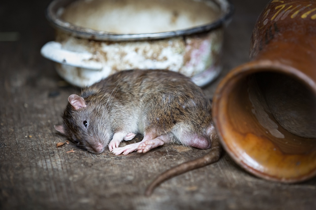 2 Cara Membasmi Tikus Menggunakan Bahan Dapur Ini Mungkin Belum Kamu Ketahui! Begini Caranya