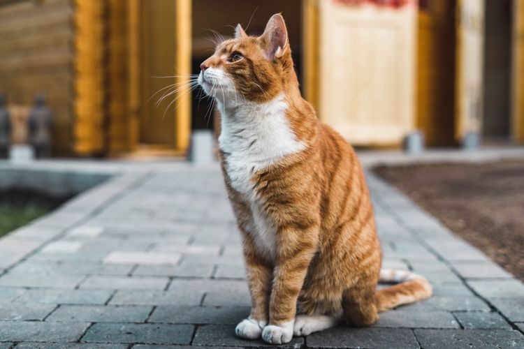 5 Fakta Kucing Liar Suka Singgah di Rumah Kamu, Ternyata Ini Loh Alasannya!