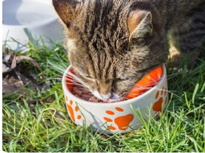 5 Rekomendasi Makanan Kucing Kampung Agar Bulu Tidak Rontok dan Cepat Tumbuh
