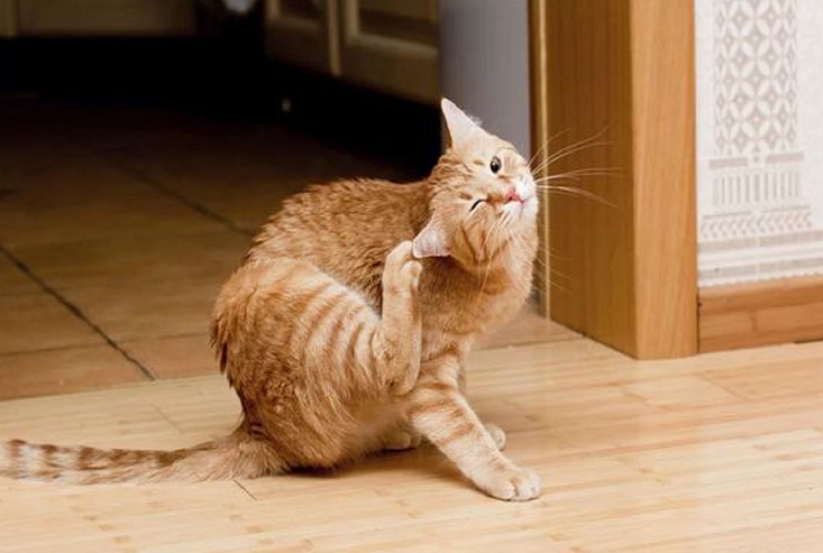 Ini Dia 5 Cara Mengatasi Kutu Pada Kucing Yang Mudah Di Lakukan, Pemilik Kucing Wajib Baca