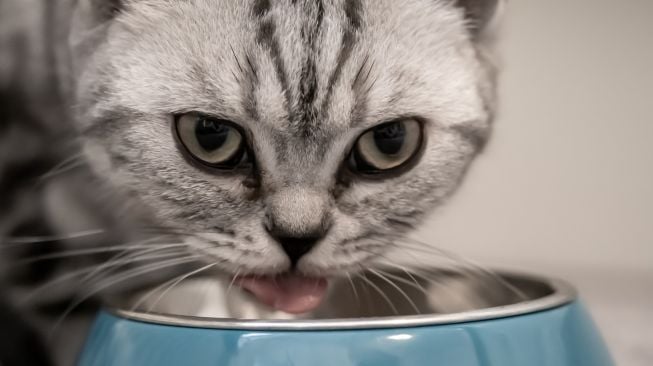 3 Resep dan Cara Membuat Makanan Basah untuk Kucing di Rumah, Mudah dan Praktis! Bikin Anabul Ketagihan!