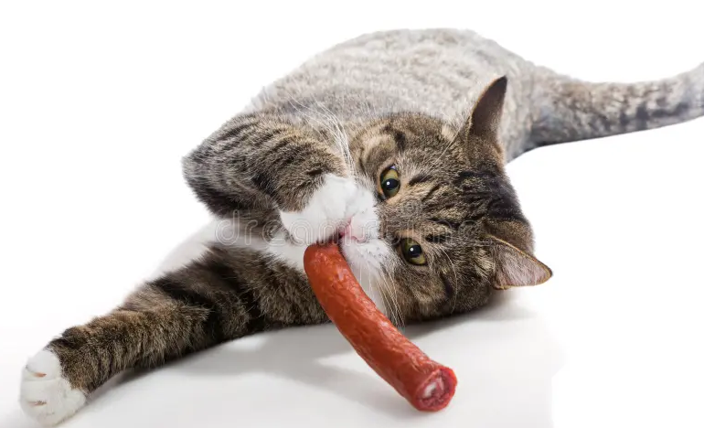 Wajib Baca Sebelum Memberi Makan! Apa Kucing Boleh Makan Sosis?
