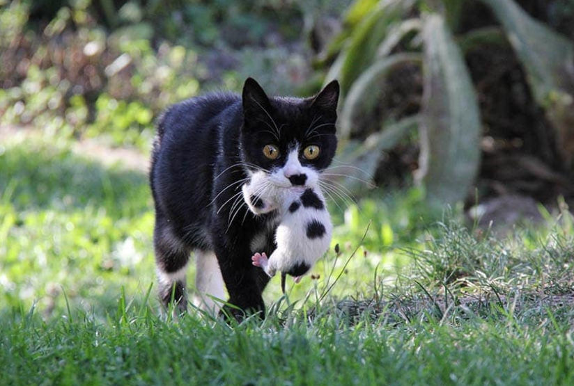 4 Cara Agar Induk Kucing Tidak Memakan Anaknya, dan Penjelasan Alasannya