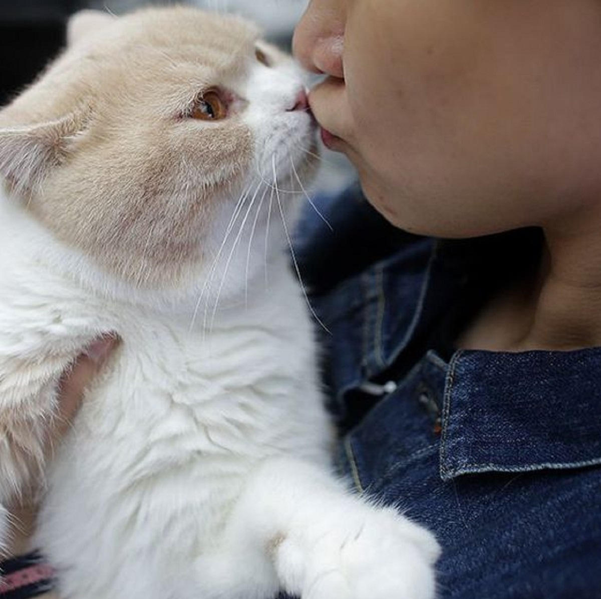 Kenapa Kucing Suka Mencium Aroma Tubuhmu? Yuk Kenali 5 Hal Yang Membuat Kucing Nyaman Berada di Dekat Kita