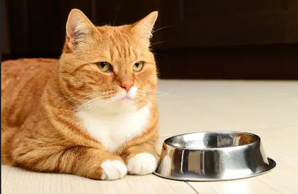 Yuk Peka! Ini Dia 6 Ciri-Ciri Kucing Lapar Yang Perlu di Ketahui Pemilik, Jangan Sampai Telat di Beri Makan!