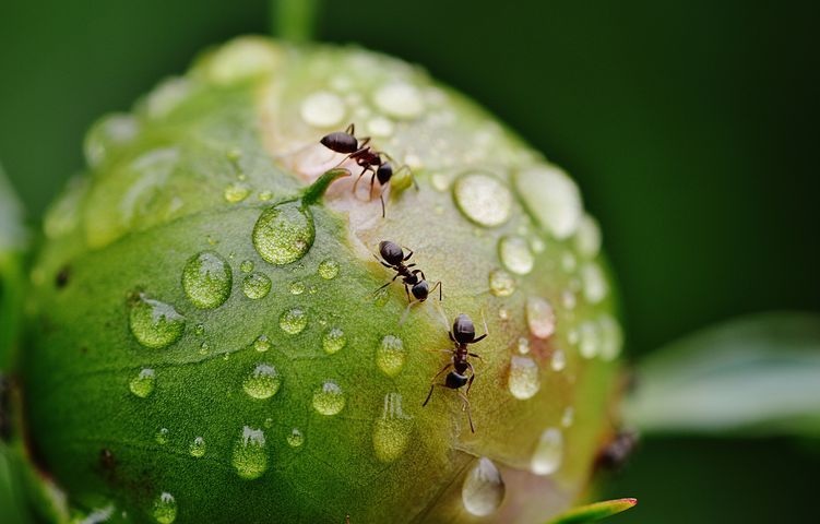 Hindari 5 Tanaman Hias Ini Jika Tidak Ingin Kedatangan Semut di Rumah! Katanya: Bisa Mengundang Semut