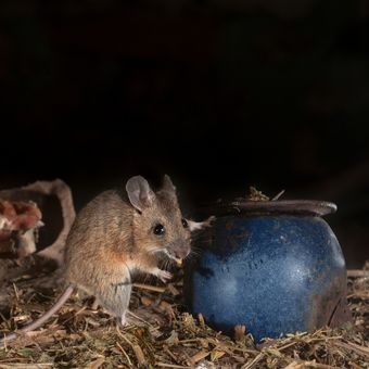 Cara Ketahui Sarang Tikus 6 Tanda-Tandanya di Rumah dan Pastikan Tikus Tertangkap!