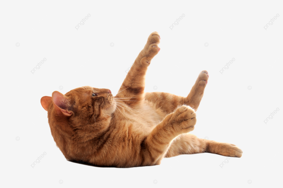 Kenapa Kucing Suka Berguling di Lantai? Ternyata Karena 5 Hal Ini! Kebiasaan Unik yang Penuh Arti