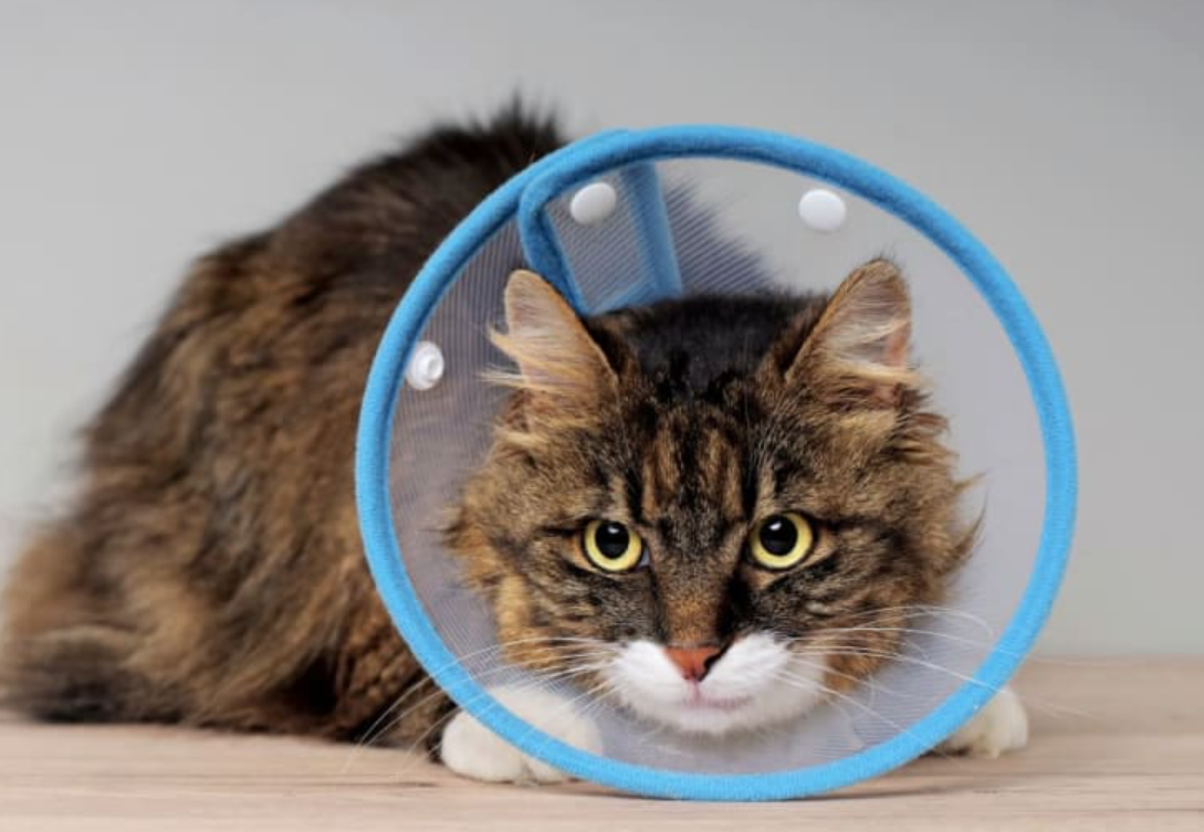 Inilah 5 Syarat Steril Kucing yang Perlu Diketahui Sebelum Melakukannya