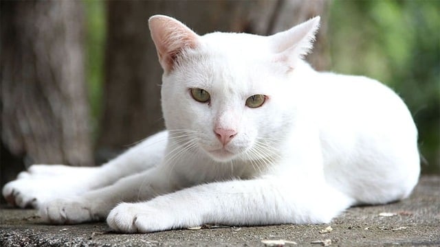 Sering Diremehkan, Inilah 5 Warna Kucing Kampung yang Cocok Dijadikan Hewan Peliharaan, Tak Kalah Menarik Lho!