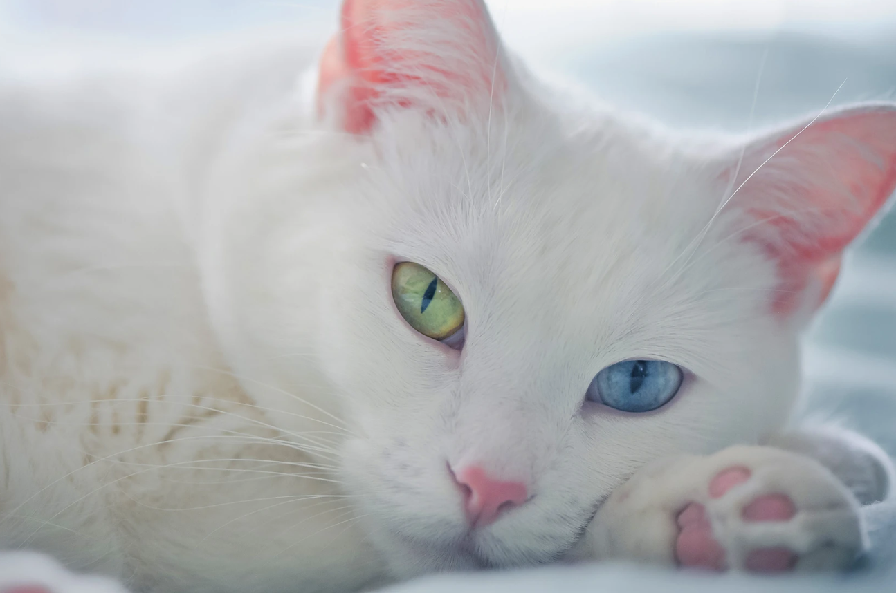 Harganya Mahal, Inilah 5 Fakta Unik Kucing Mata Beda Warna atau Kucing Odd eye